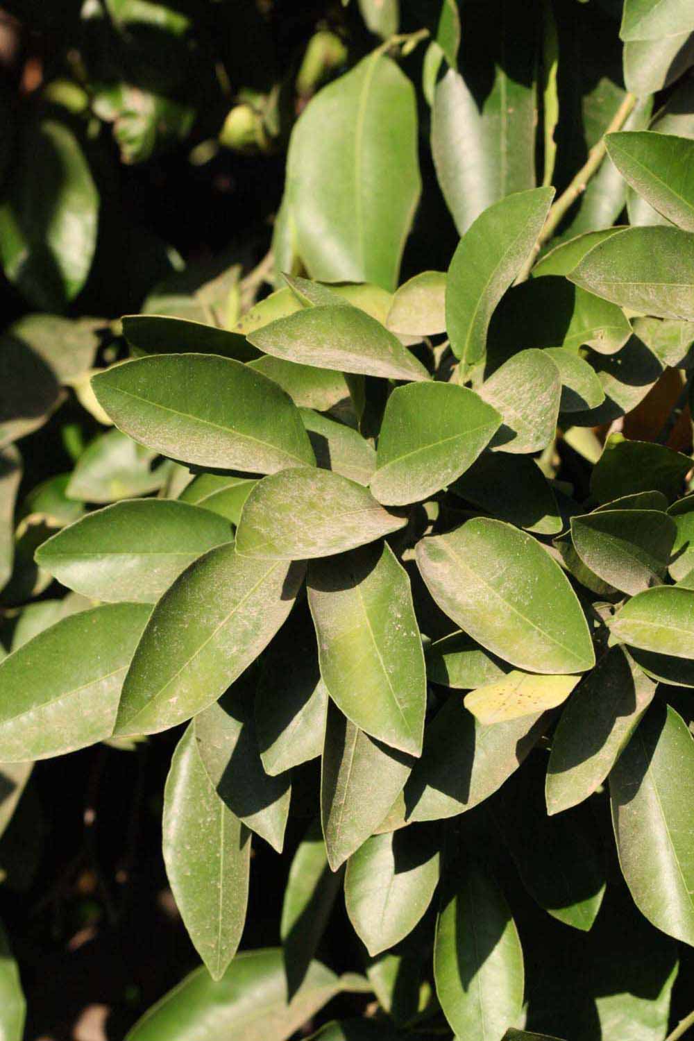              Sun leaves (Riverside, CA)       